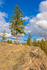 Lonely tree growing on top of the rock.