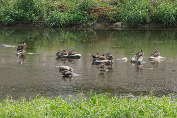 Napping mallard ducks on the stream