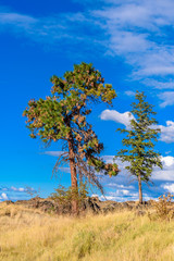 Obraz premium Lonely tree growing on top of the rock.