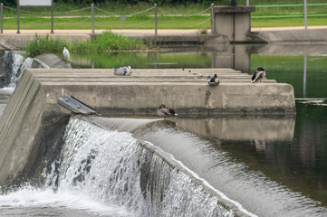 Wild birds on a dam