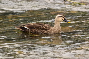 A spot-billed duck