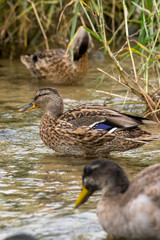 A juvenile mallard hen