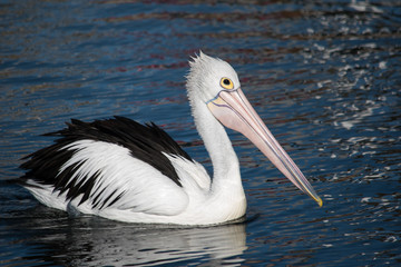 Fototapeta na wymiar Pelican cruising