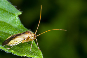 A tiny plant bug, Adelphocoris suturalis
