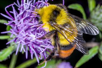 A bumble bee, Bombus tersatus