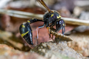 A hornet, Eumenes punctatus, making a incubator for her eggs looking like a mud jar
