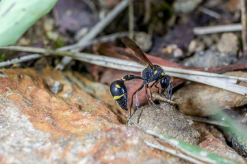 A hornet, Eumenes punctatus, making a incubator for her eggs looking like a mud jar