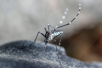A mosquito trying to penetrate clothes