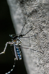 A mosquito trying to penetrate clothes