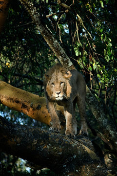 young lion standing on a tree branch and watching for prey in the African savannah, Kenya