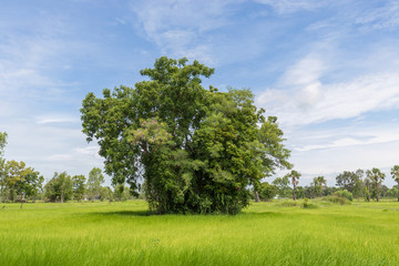 Big tree in Paddy jasmine rice farm with beautiful sky in Thailand