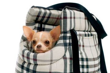 Chihuahua in bag-carrying - 122817889