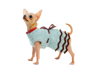 Obraz premium Chihuahua puppy in a blue dress