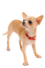 Chihuahua puppy in a red collar
