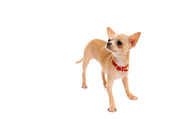 Chihuahua puppy in a red collar