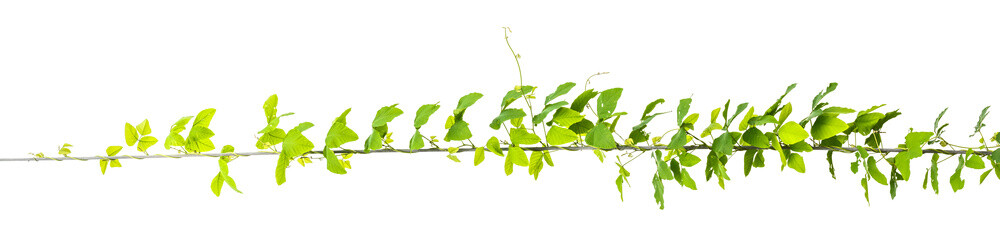 Fototapeta na wymiar vine plants, jungle leaves isolated on white background