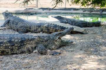 Nile Crocodile Farm