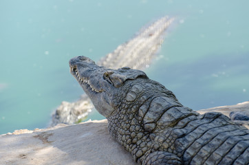 Nile Crocodile Farm