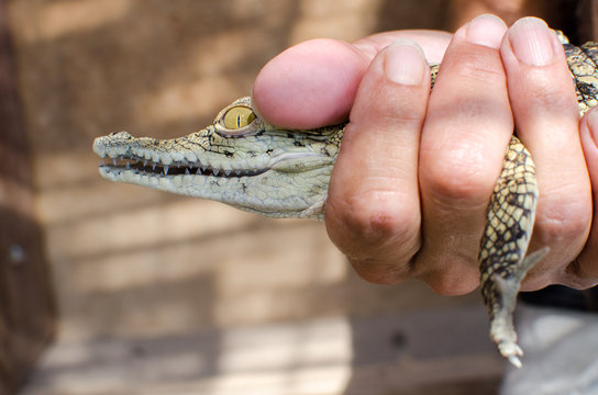 Nile Crocodile Baby on Farm