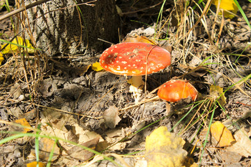 Red mushroom (Amanita Muscaria, Fly Ageric, Fly Amanita) in fore