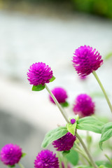 Globe Amaranth,Bachelor Button, close up purple violet flower bush