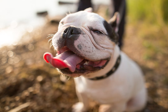 happy French bulldog stuck out his tongue