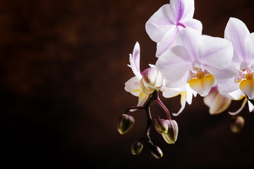 White and pink blooming orchid on a dark wooden background, sele