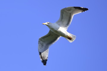 Volo di passaggio