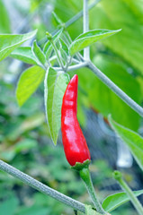 a ripe red pepper