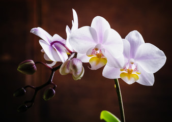 White and pink blooming orchid on a dark wooden background, sele