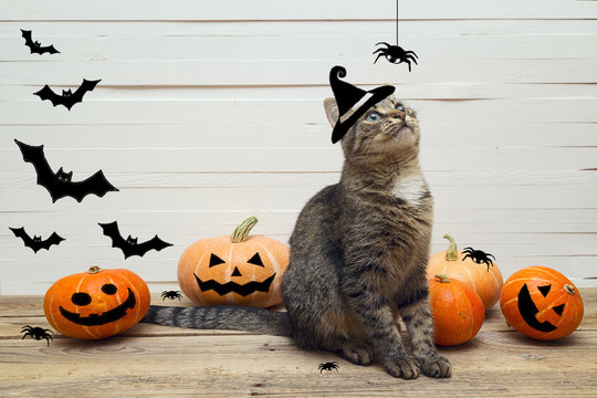 Cute stripes cat in a witches hat with pumpkins, spiders and bat