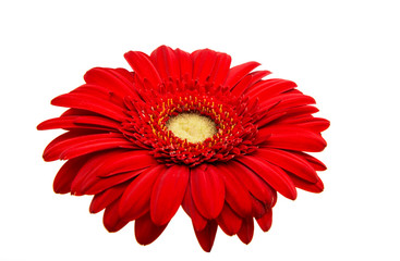 gerbera flower