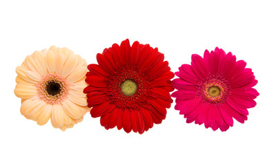 gerbera flower