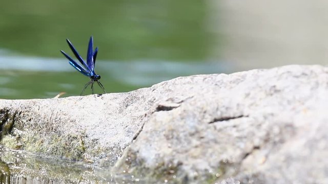 Blue damsel dragonfly on a rock by the water opening and closing its wings