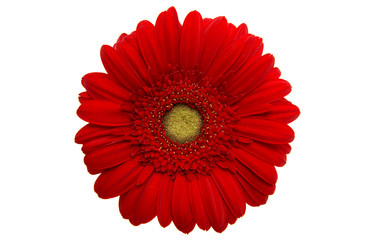 gerbera flower