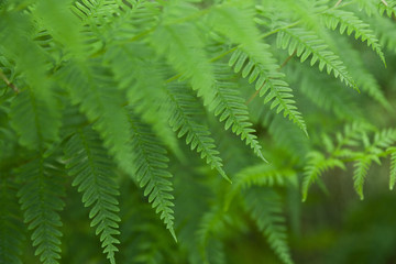 Fresh green ferns background - 122820070