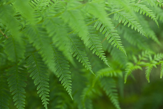 Fresh green ferns background