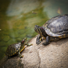 two turtles on a rock