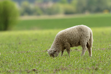 Obraz premium sheep