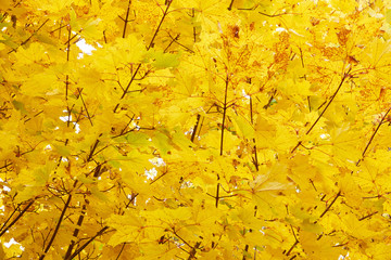 Autumn leaves. Autumn. Close-Up Leaves. Yellow leaves and sunlig