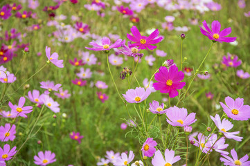 Obraz na płótnie Canvas The blossoming galsang flowers closeup in garden 