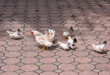 Bantam chicken family on cement block floor