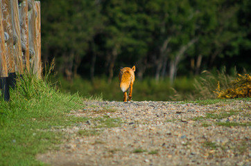 Walking fox