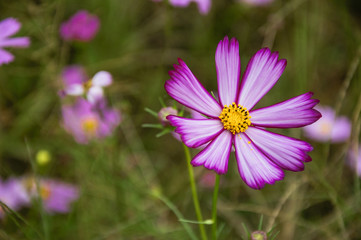 Fototapeta premium The blossoming galsang flowers closeup in garden 