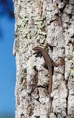 Lézard des murailles en forêt Fontainebleau
