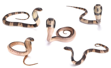 Indochinese Spitting Cobra, Naja siamensis, baby collection, Thailand