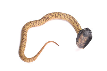 Egyptian cobra, Naja haje, baby