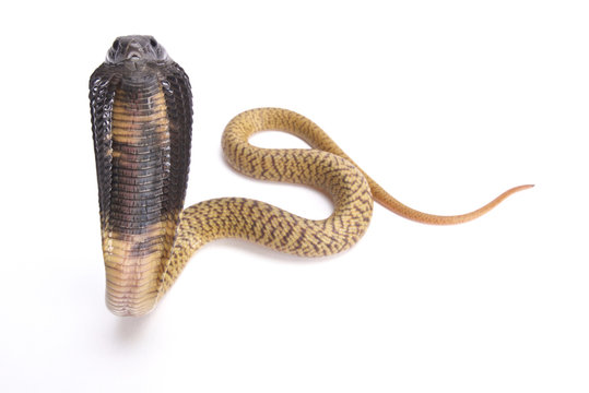 Egyptian cobra, Naja haje, baby