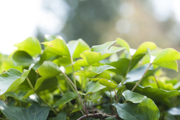 Ivy leaves