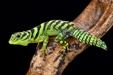 Naklejka premium green thornytail iguana, Uracentron azureum, 